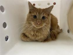 Shelter Stray Male Cat last seen VAN NORMAN/HOWELL, 3839 W Burnham St, West Milwaukee, WI 53215, USA
