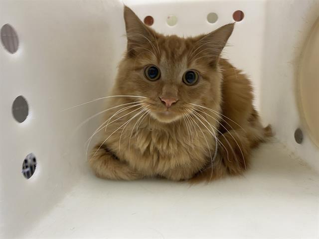 Shelter Stray Male Cat last seen VAN NORMAN/HOWELL, 3839 W Burnham St, West Milwaukee, WI 53215, USA