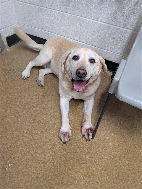 Shelter Stray Female Dog last seen ST CHARLES CO, 4850 Mid Rivers Mall Dr, St Peters, MO 63376, USA