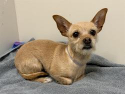 Shelter Stray Female Dog last seen , 38550 Sierra Hwy, Palmdale, CA 93550, USA