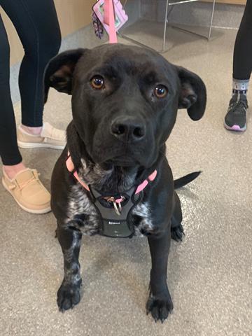 Shelter Stray Female Dog last seen Near BLOCK S 4TH ST, 3528 Newburg Rd, Louisville, KY 40218, USA