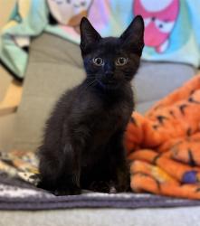 Shelter Stray Male Cat last seen 48TH AVE & STOCKTON BLVD, 2127 Front St, Sacramento, CA 95818, USA