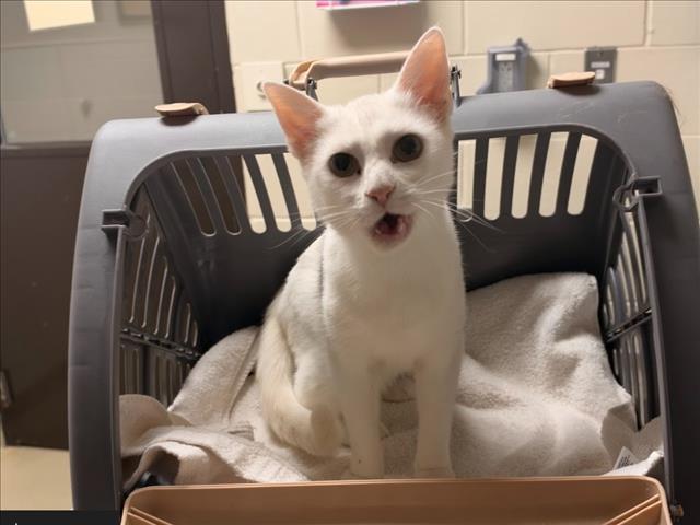 Shelter Stray Female Cat last seen HARRIS TEETER OFF MLK, 1601 Eubanks Rd, Chapel Hill, NC 27516, USA