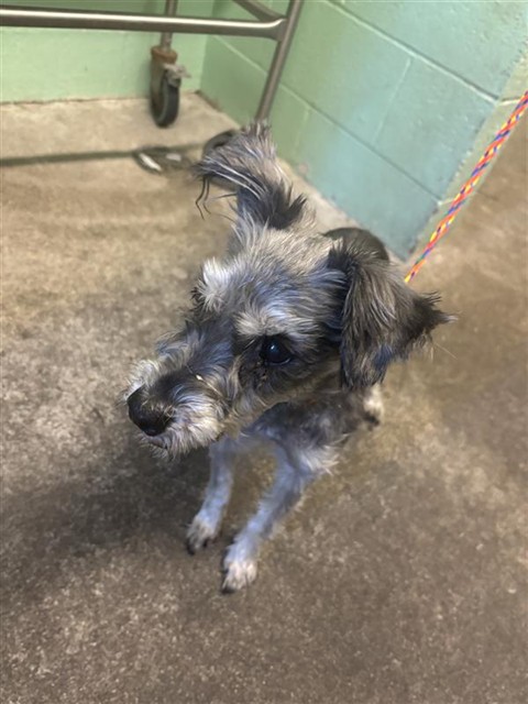Shelter Stray Male Dog last seen 58TH ST & M ST, 2127 Front St, Sacramento, CA 95818, USA