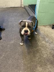Shelter Stray Unknown Dog last seen 48TH AVE & HOGAN DR, 2127 Front St, Sacramento, CA 95818, USA