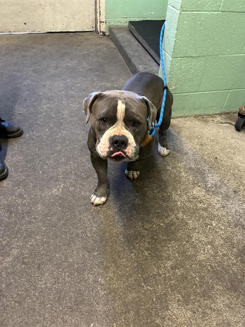 Shelter Stray Unknown Dog last seen 48TH AVE & HOGAN DR, 2127 Front St, Sacramento, CA 95818, USA