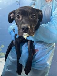 Shelter Stray Male Dog last seen FRONT ST & U ST, 2127 Front St, Sacramento, CA 95818, USA