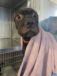Shelter Stray Male Dog last seen FRONT ST & U ST, 2127 Front St, Sacramento, CA 95818, USA