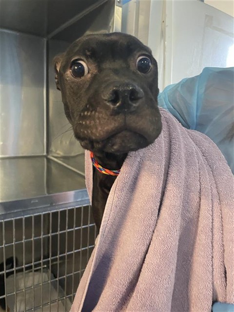 Shelter Stray Male Dog last seen FRONT ST & U ST, 2127 Front St, Sacramento, CA 95818, USA