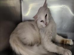 Shelter Stray Male Cat last seen , 11361 W Pico Blvd, Los Angeles, CA 90064, USA