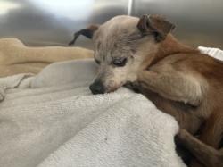 Shelter Stray Male Dog last seen , 957 N Gaffey St, San Pedro, CA 90731, USA
