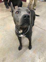 Shelter Stray Unknown Dog last seen , 4000 N Silverbell Rd, Tucson, AZ 85745, USA