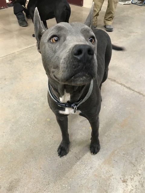 Shelter Stray Unknown Dog last seen , 4000 N Silverbell Rd, Tucson, AZ 85745, USA