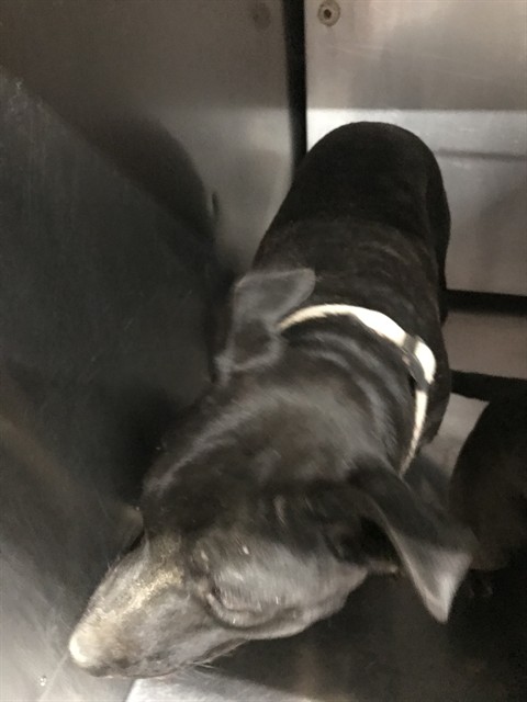 Shelter Stray Unknown Dog last seen , 4000 N Silverbell Rd, Tucson, AZ 85745, USA
