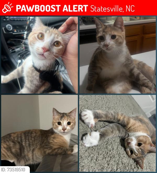 Lost Female Cat last seen Philips Landing apmts, Statesville, NC 28625