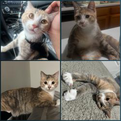 Lost Female Cat last seen Philips Landing apmts, Statesville, NC 28625
