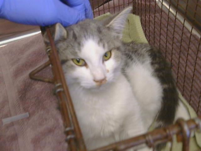 Shelter Stray Female Cat last seen BRADHSAW RD/GOETHE RD, 95827, 3839 Bradshaw Rd, Sacramento, CA 95827, USA