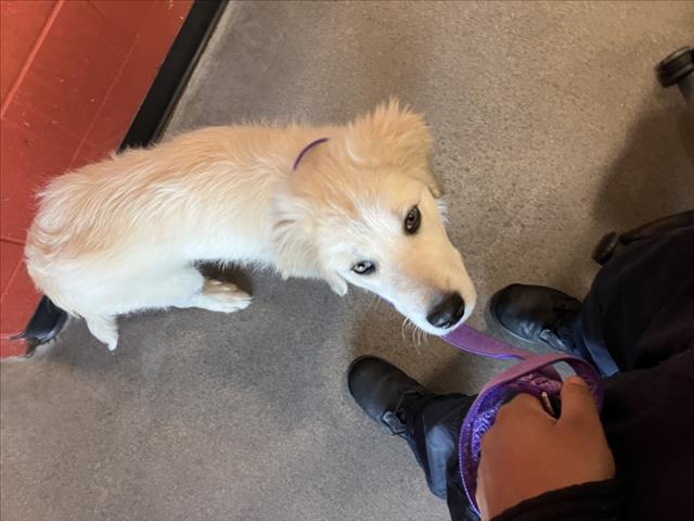 Shelter Stray Male Dog last seen Near BLOCK N HILLSIDE AVE, WICHITA KS 67214, 3303 N Hillside St, Wichita, KS 67219, USA