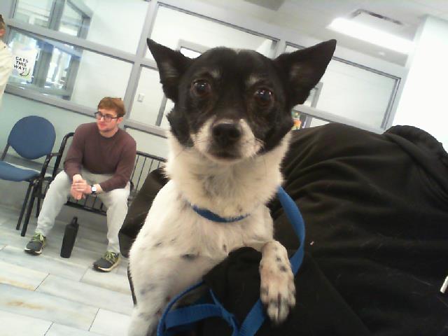 Shelter Stray Male Dog last seen CHARLOTTE, 8315 Byrum Dr, Charlotte, NC 28217, USA