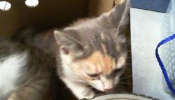 Shelter Stray Female Cat last seen CHARLOTTE, 8315 Byrum Dr, Charlotte, NC 28217, USA