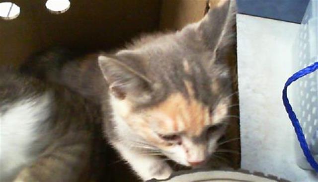 Shelter Stray Female Cat last seen CHARLOTTE, 8315 Byrum Dr, Charlotte, NC 28217, USA