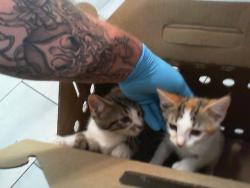 Shelter Stray Female Cat last seen CHARLOTTE, 8315 Byrum Dr, Charlotte, NC 28217, USA