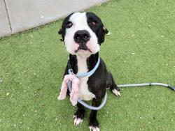 Shelter Stray Male Dog last seen 55TH AVE AND LUKE AVE, 2500 S 27th Ave, Phoenix, AZ 85009, USA
