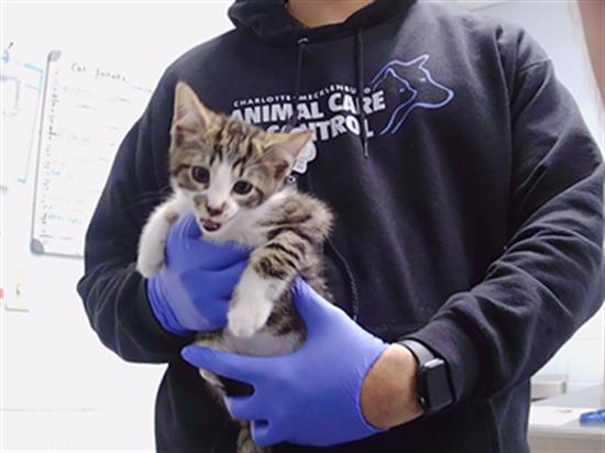 Shelter Stray Male Cat last seen CHARLOTTE, 8315 Byrum Dr, Charlotte, NC 28217, USA
