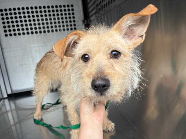 Shelter Stray Male Dog last seen Near BLOCK S KYRENE RD, 2500 S 27th Ave, Phoenix, AZ 85009, USA