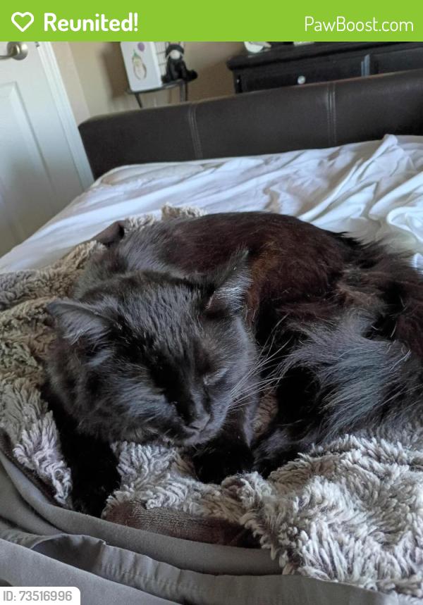 Reunited Male Cat last seen across street from Shell gas station, Fountain, CO 80817