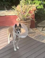 Reunited Male Dog last seen Santa Ana – North Broadway / 17th Street / Main Street, Santa Ana, CA 92706