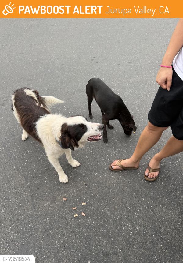 Found/Stray Male Dog last seen Jurupa Valley Walmart Parking Lot, Jurupa Valley, CA 92509