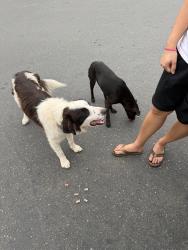Found/Stray Male Dog last seen Jurupa Valley Walmart Parking Lot, Jurupa Valley, CA 92509