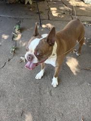 Found/Stray Unknown Dog last seen Hillside and Waterman, Wichita, KS 67211