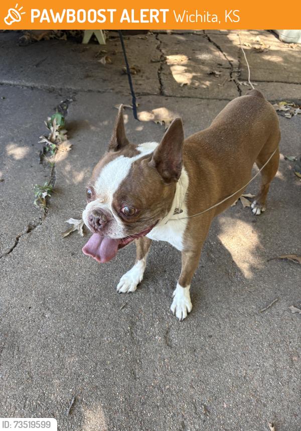 Found/Stray Unknown Dog last seen Hillside and Waterman, Wichita, KS 67211