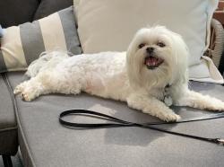 Lost Male Dog last seen Locust Avenue and Center Street, Garwood, NJ 07027