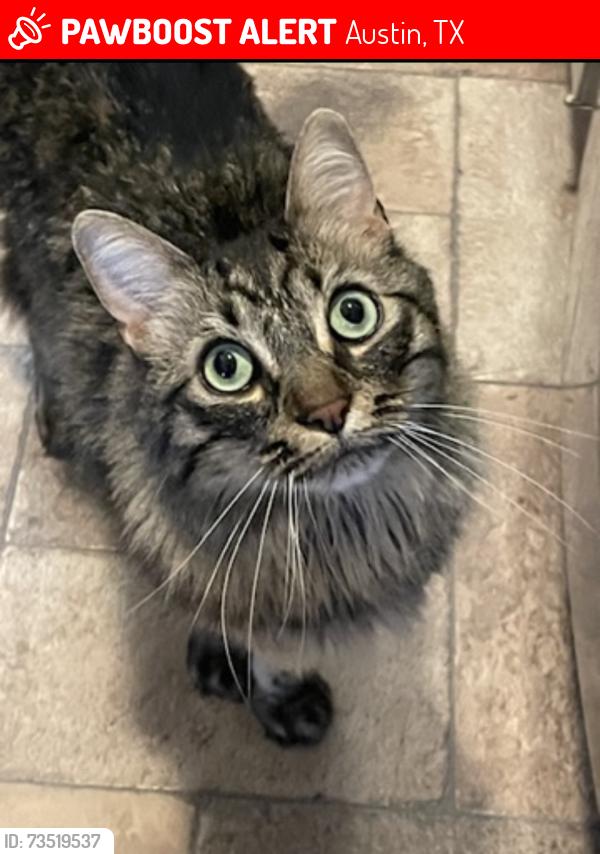 Lost Male Cat last seen Dittmar and Huddleston, Austin, TX 78745