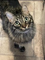 Lost Male Cat last seen Dittmar and Huddleston, Austin, TX 78745