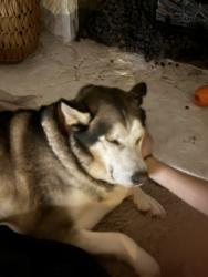 Reunited Male Dog last seen Near Mitchell Ct, Marietta, GA 30062, USA, Marietta, GA 30062