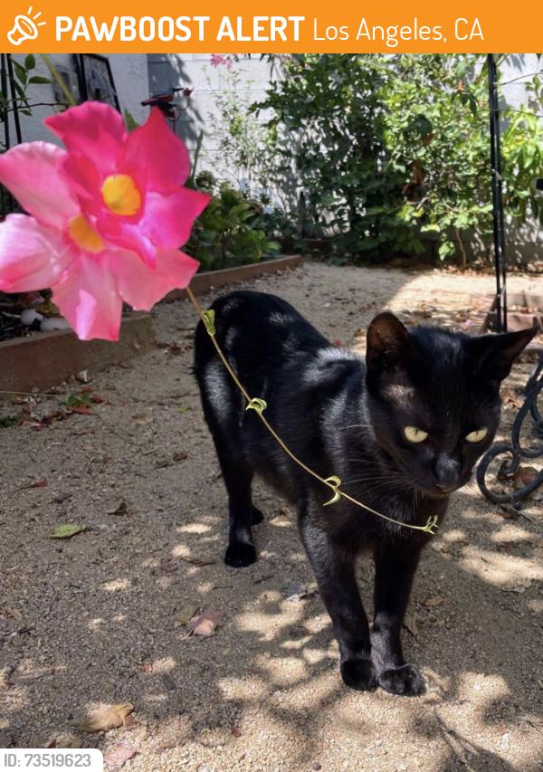 Found/Stray Female Cat last seen 6th Ave elementary, Los Angeles, CA 90018