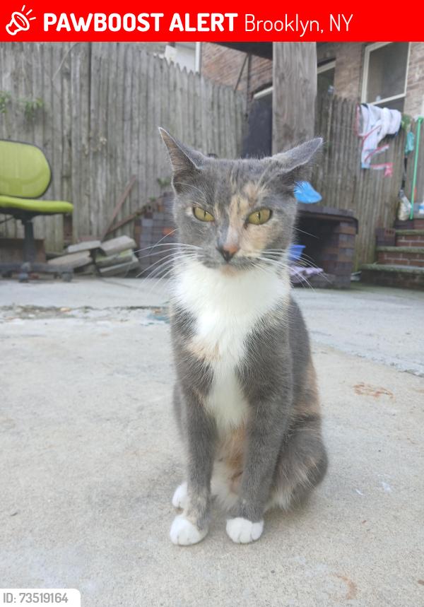 Lost Female Cat last seen Near av 43 st, Brooklyn, NY 11219