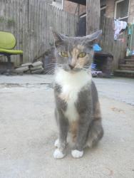 Lost Female Cat last seen Near av 43 st, Brooklyn, NY 11219