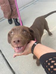 Found/Stray Male Dog last seen Davidson Ave and Avon St intersection, Gastonia, NC 28054