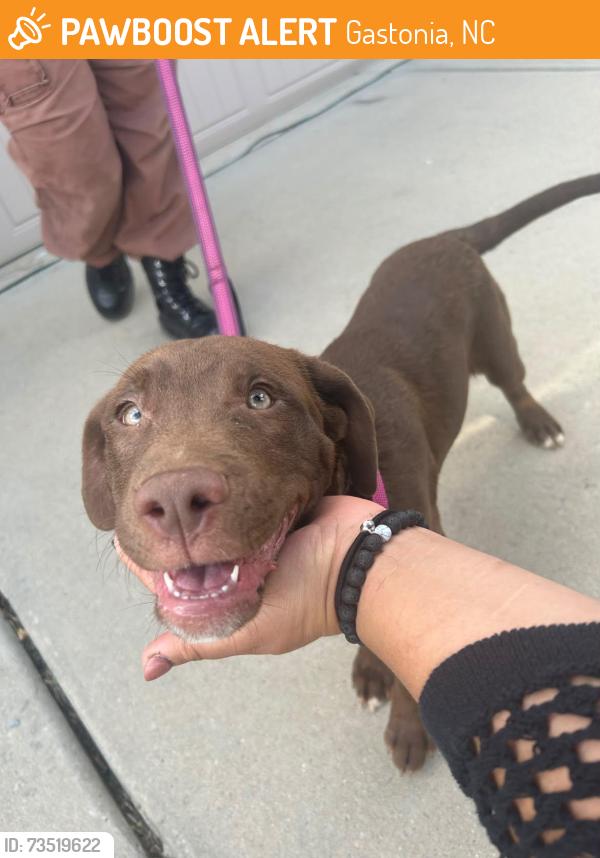 Found/Stray Male Dog last seen Davidson Ave and Avon St intersection, Gastonia, NC 28054