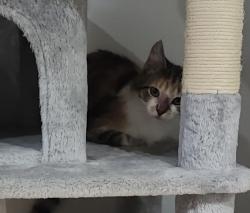 Lost Female Cat last seen Jefferson Fairgrounds, Jefferson, WI 53549