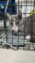 Found/Stray Unknown Cat last seen Marbella neighborhood, Maricopa County, AZ 85307