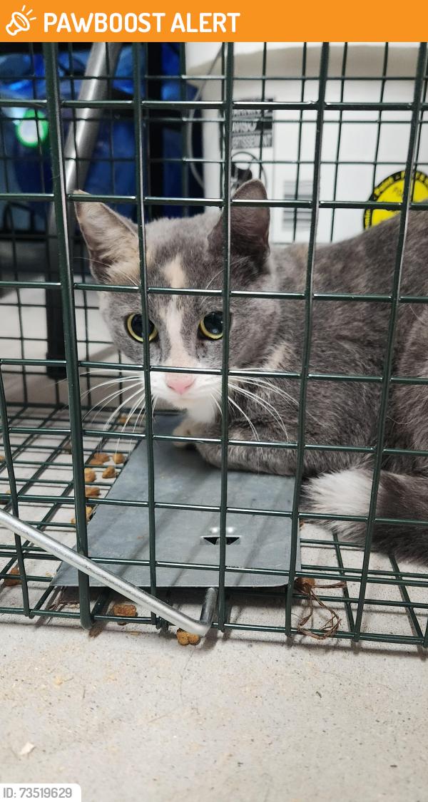 Found/Stray Unknown Cat last seen Marbella neighborhood, Maricopa County, AZ 85307