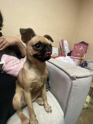 Lost Female Dog last seen 22nd and country club, Tucson, AZ 85713