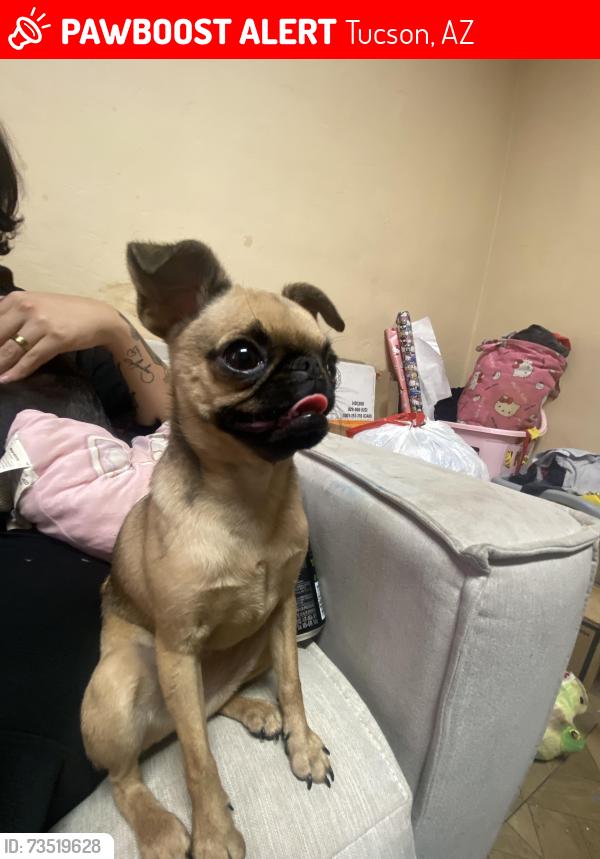 Lost Female Dog last seen 22nd and country club, Tucson, AZ 85713