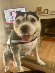 Reunited Female Dog last seen 50th St between University /Pine island, Lauderhill, FL 33351